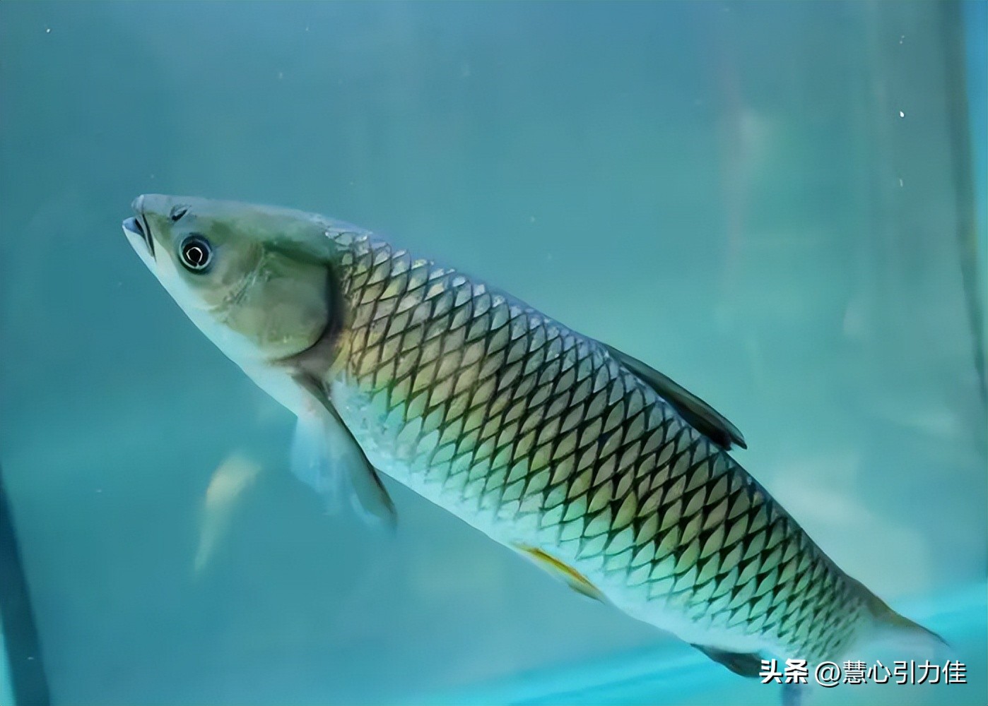 三峡大坝里最大鳡鱼,三峡大坝鱼群画面里部分大鳡鱼