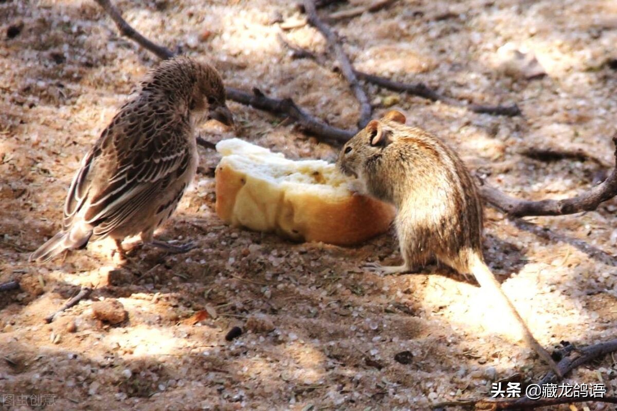 种鸽繁殖注意事项,种鸽育雏注意事项