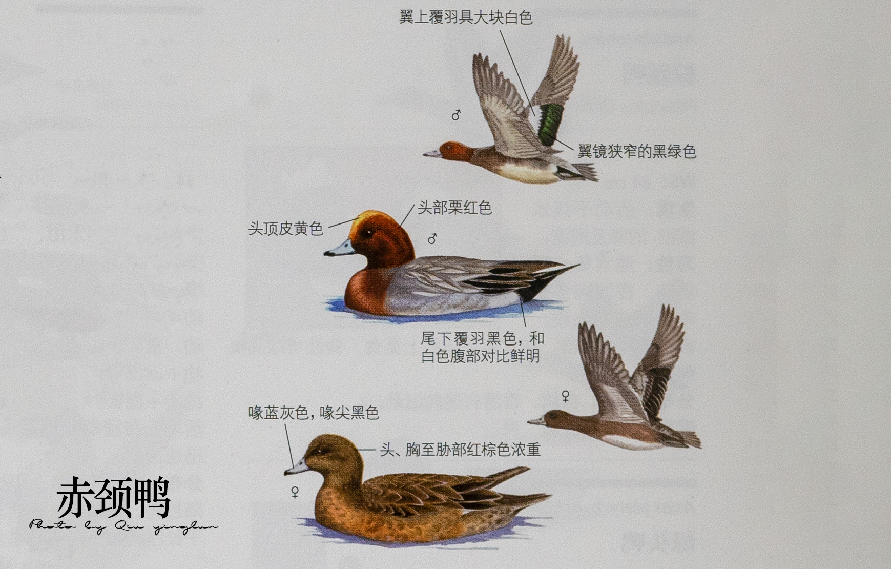 涓滄睙鎻借儨,涓滄睙鎻借儨楦熺被