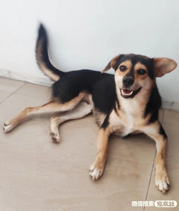 宠物领养、全国宠物*养送**、押金无偿免费领养 20220720