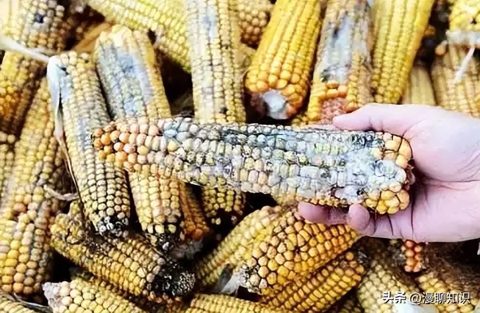 呕吐毒素超标对人体有什么危害,呕吐毒素多少剂量对身体造成危害