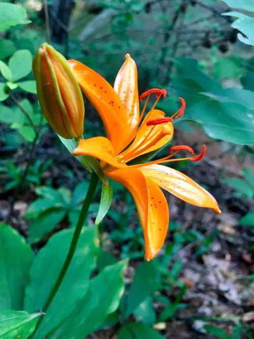 绽放的百合花,绽放的百合花32