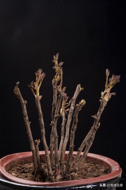 在家养棵发财树寓意着日进斗金,家里养哪些树越老越值钱