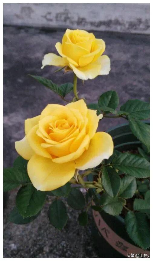 五颜六色的花朵养眼舒心,灵动秀美的花朵图片