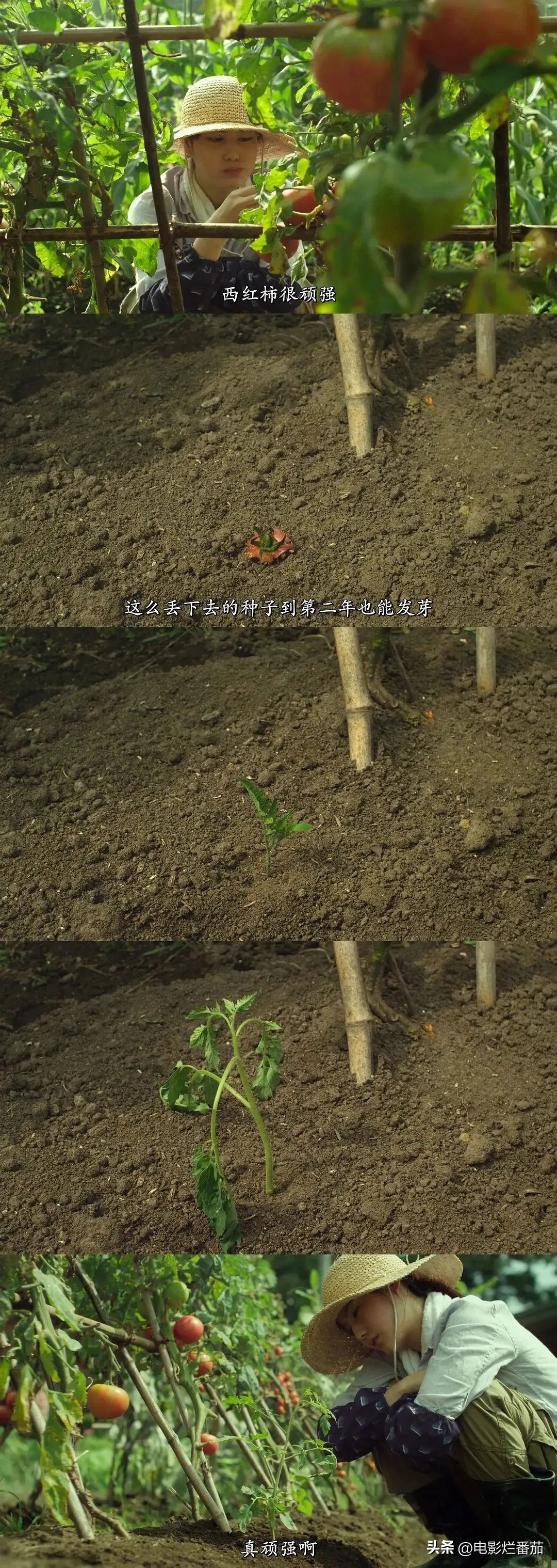 豆瓣9.0，日本乡间简素的一餐一饭，治好了无数人的“精神内耗”