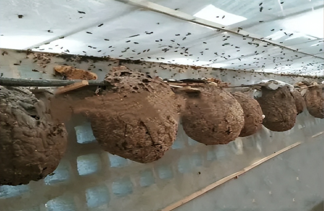 马蜂金环胡蜂vs杀人蜂,杀人蜂和胡蜂哪个更危险