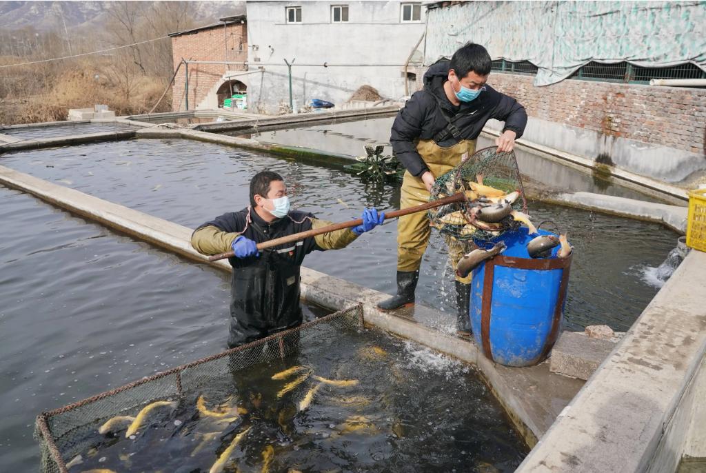 中国养殖河豚鱼,中国河豚鱼市场