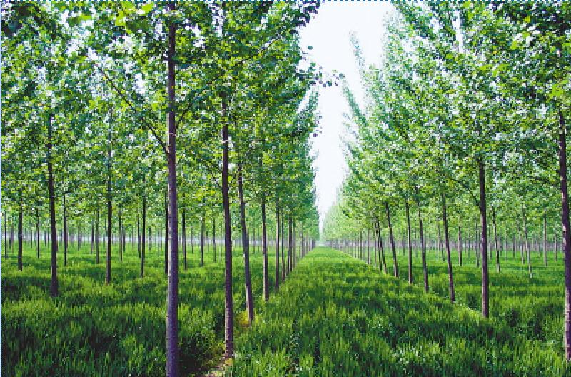 海南特色产业发展前景,怎么样发展农村特色产业