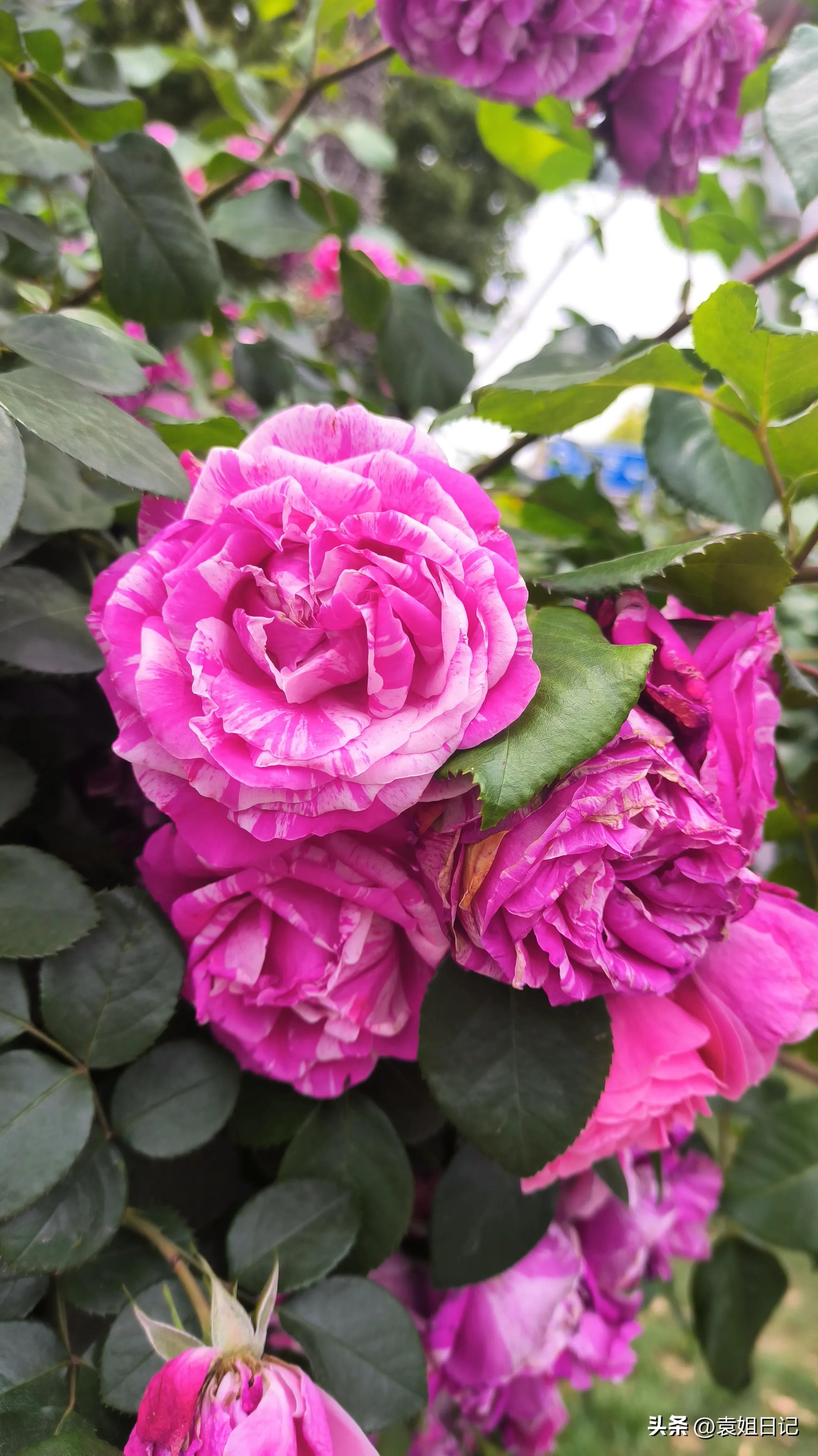 老夫妻之间的代沟,老夫老妻的代沟