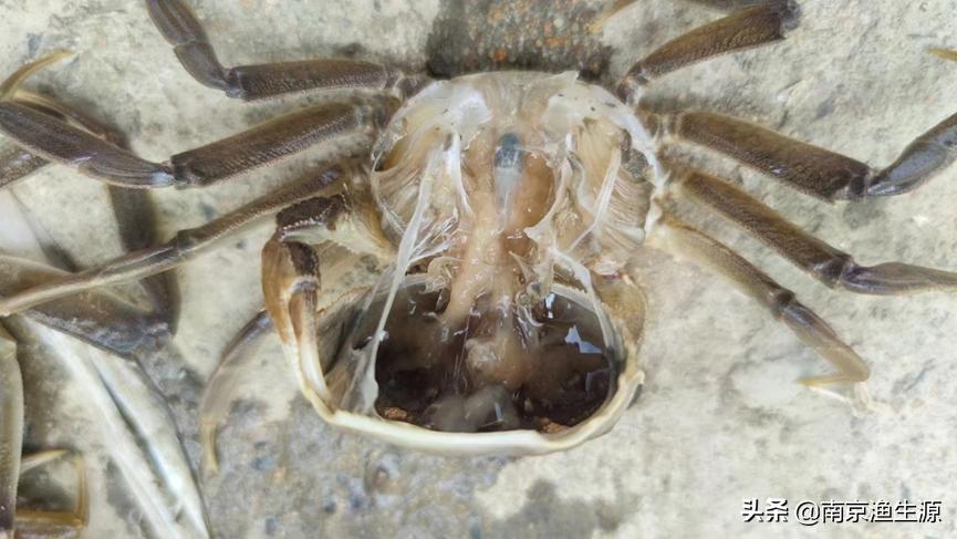 河蟹水肿病最好处理方法,河蟹水肿
