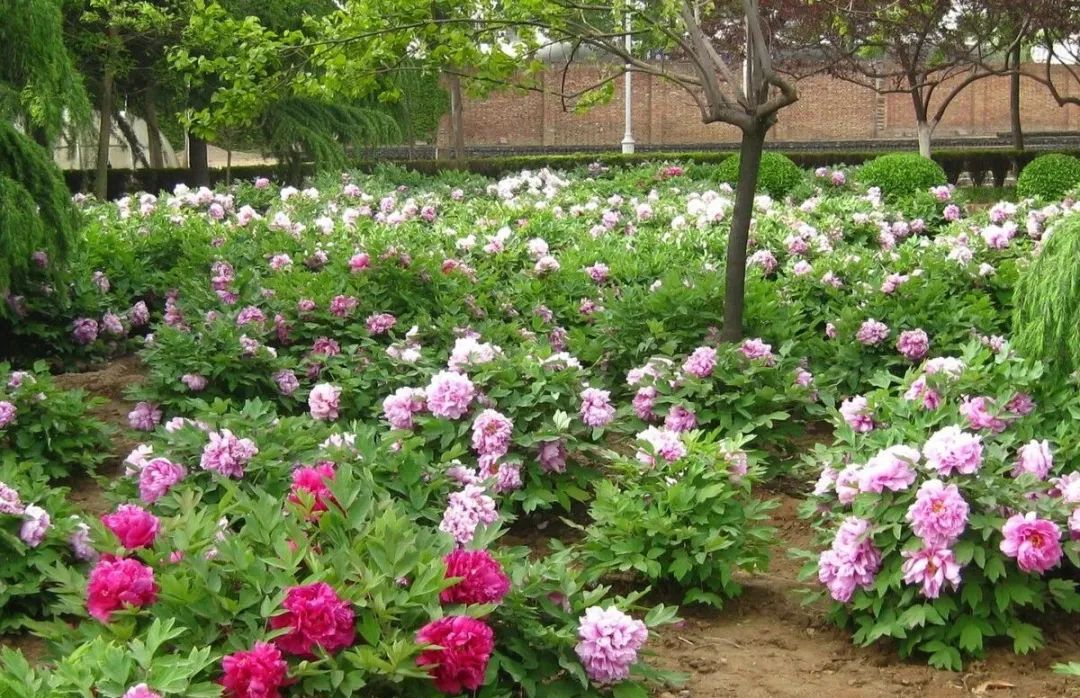 农村集市有哪些东西是正品,农村大集几样东西别买