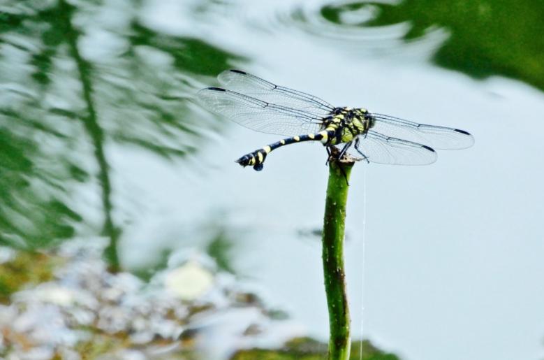 蜻蜓有哪些习性和知识呢,蜻蜓为什么会飞以后就不能下水了