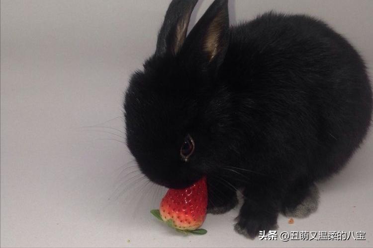 兔子便秘不给食物很饿怎么办,兔子便秘可以喂什么水果