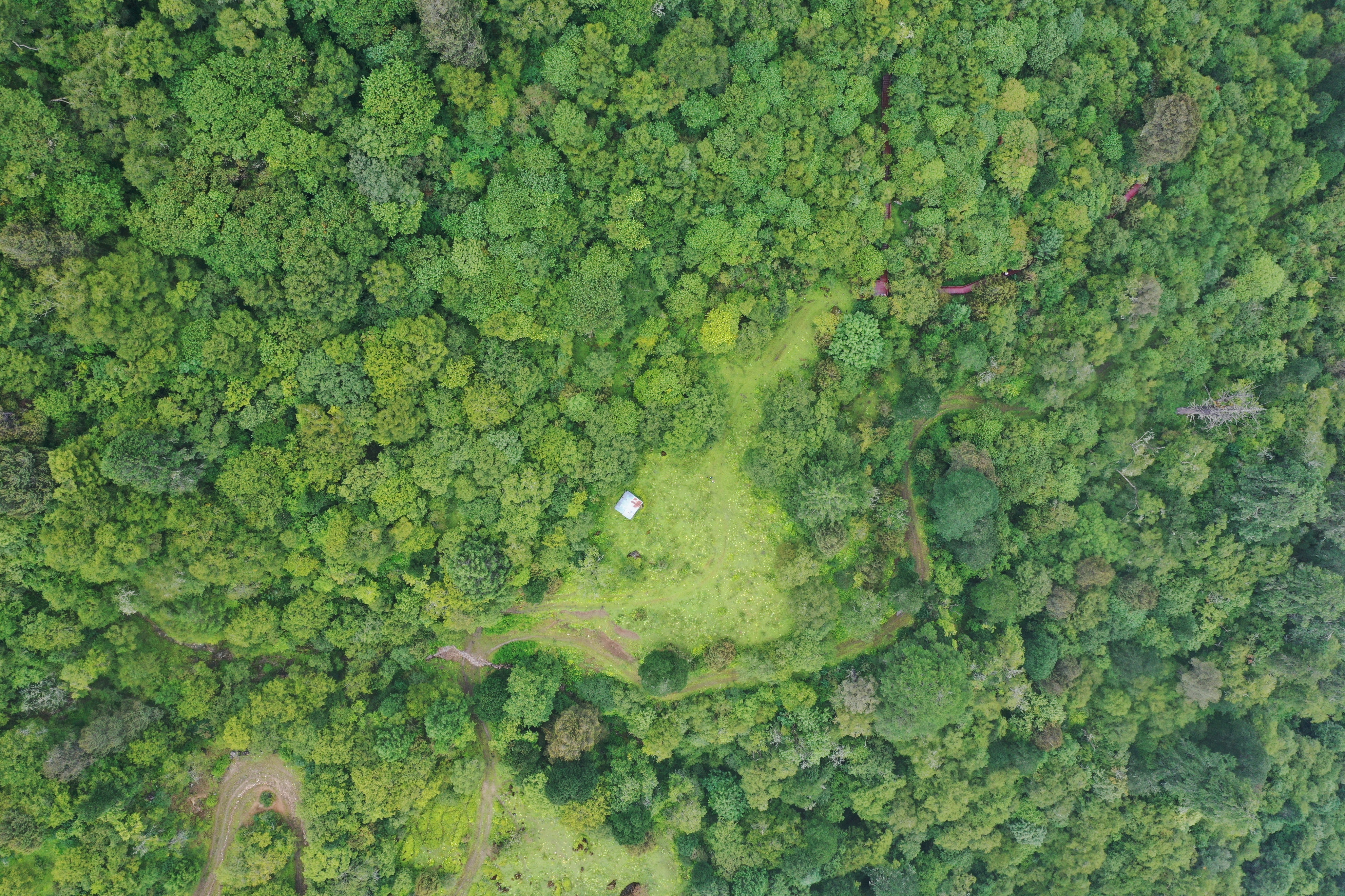 云南最高海拔的茶叶,海拔最高的茶叶产地在哪里