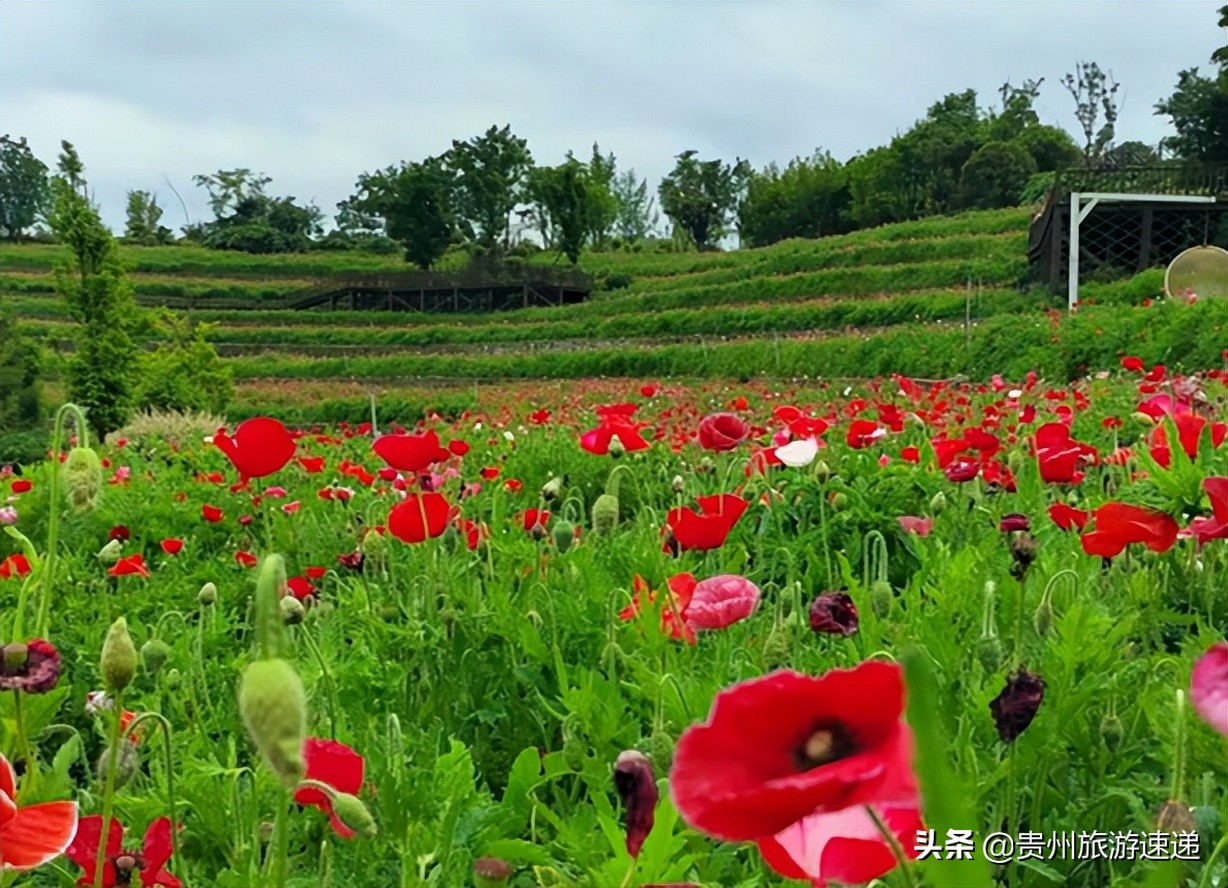 多彩贵州爽爽的贵阳避暑之都,贵阳免门票景区春节