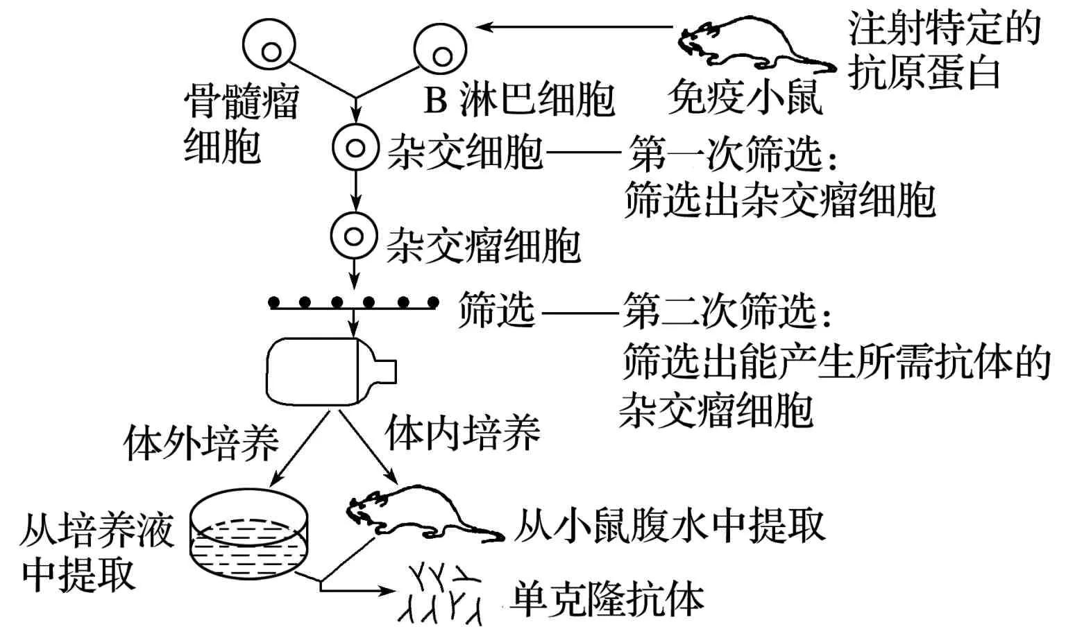细胞工程易错知识点,高中生物细胞必背知识点