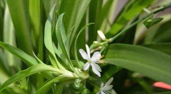 油画吊兰可以用水养吗,吊兰用水养浇啥肥料