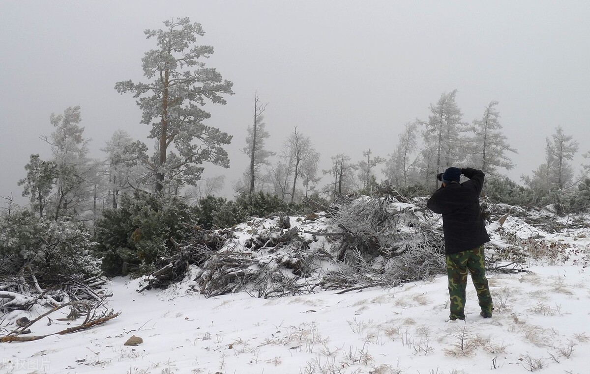 纯正大兴安岭野生榛子,野生榛子大兴安岭