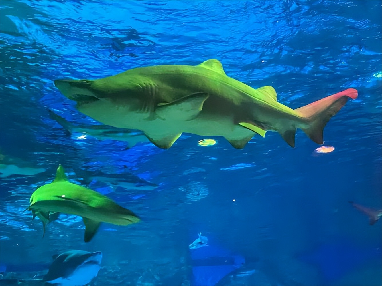 去青岛旅游的感受的短句,到青岛玩一天的说说