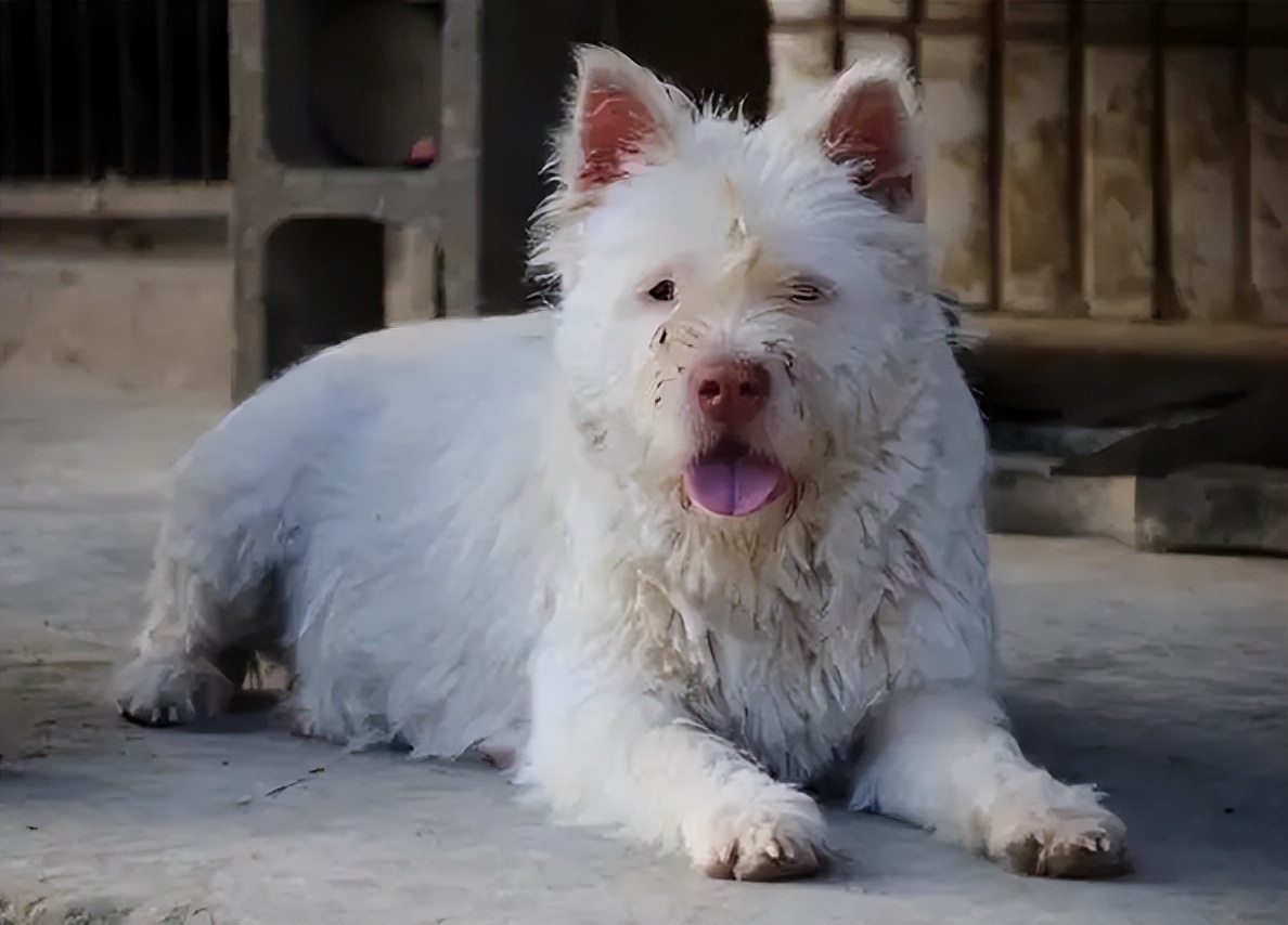 为什么越来越多人弃养狗,为什么有很多人养了狗感觉比人好