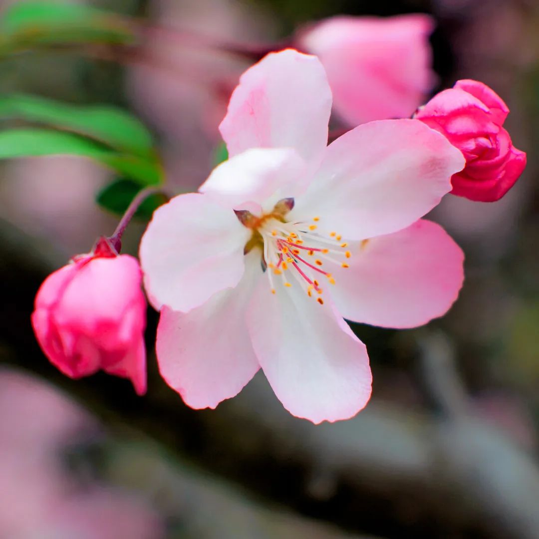 春天的花朝河湾，满屏都是花花花花