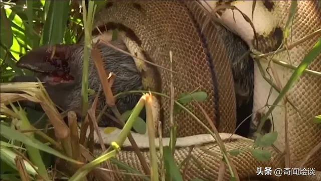 凶残的动物捕猎现场,盘点动物捕猎瞬间的迷惑行为