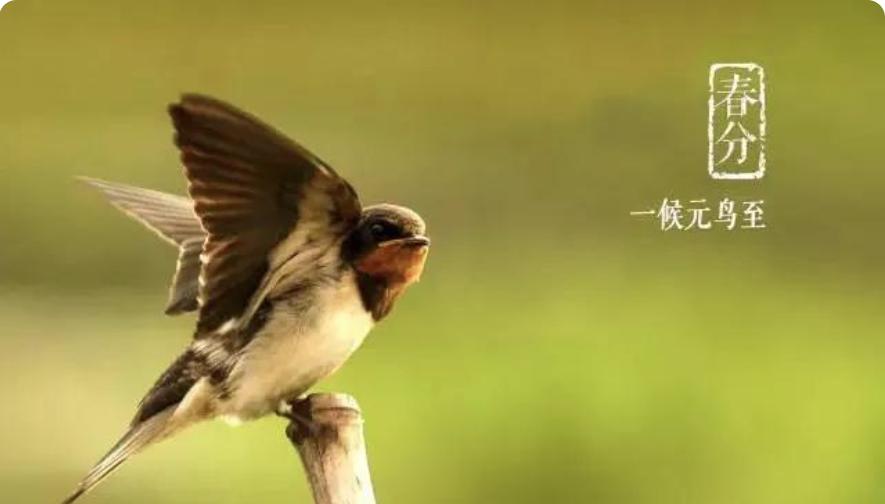 二十四节气春分食谱,二十四节气春分谚语