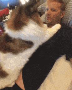 缅因猫为什么不适合新手养,了解缅因猫