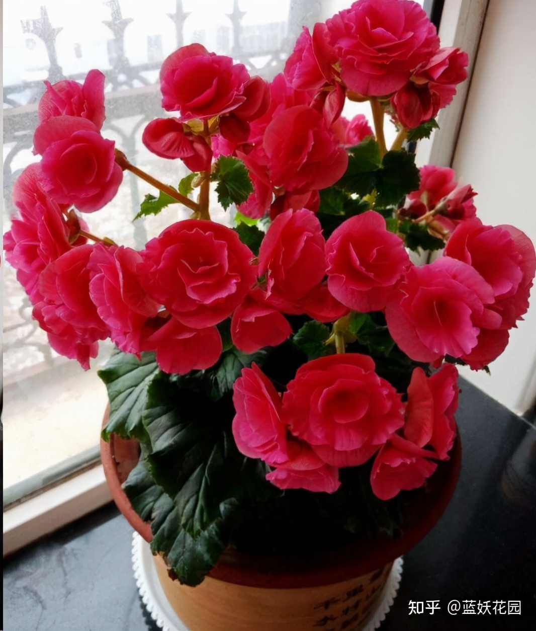 丽格海棠怎么才能养好,怎么才能养好丽格海棠花