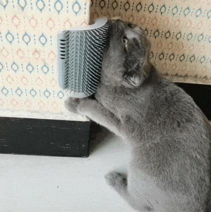 买猫费钱养猫更费钱,买猫到底好不好