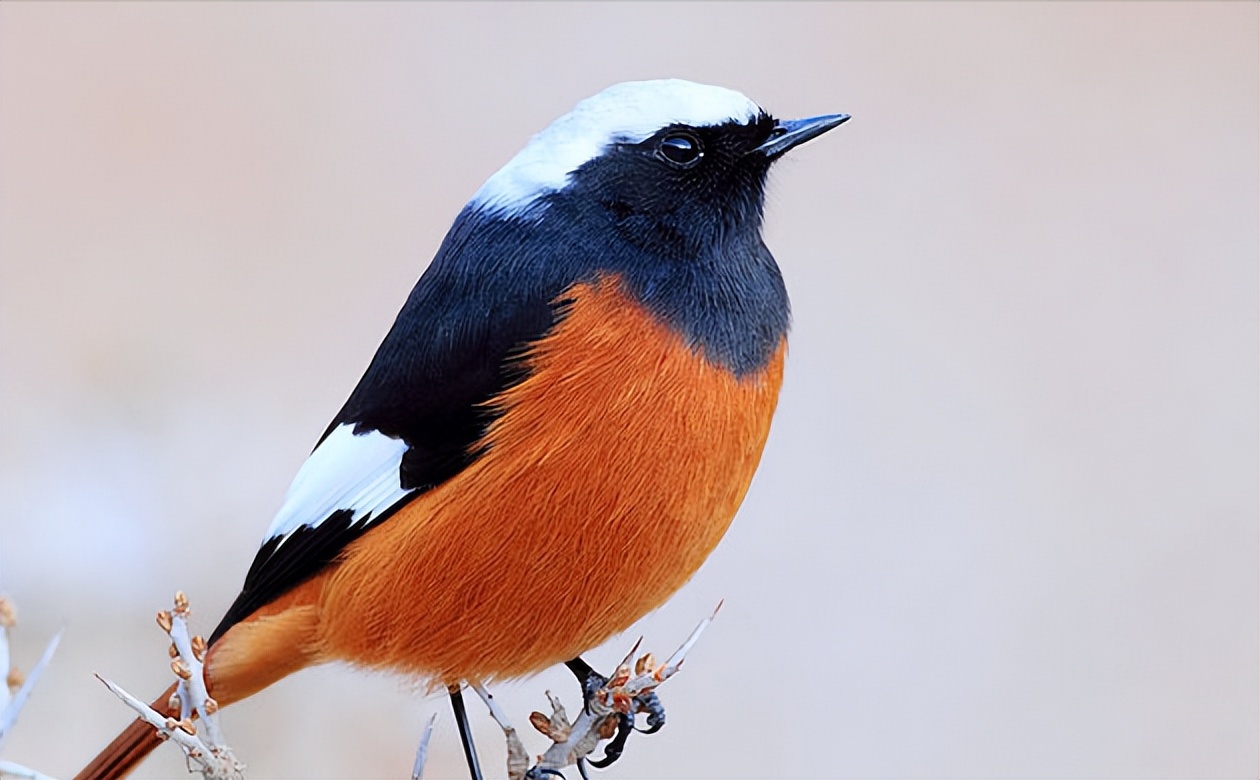 鸟儿大全高清图,高清珍稀鸟动态图片大全