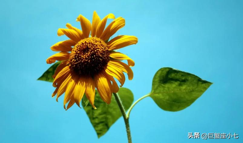 性格温和却又十分固执的星座,既乐观又悲观的星座