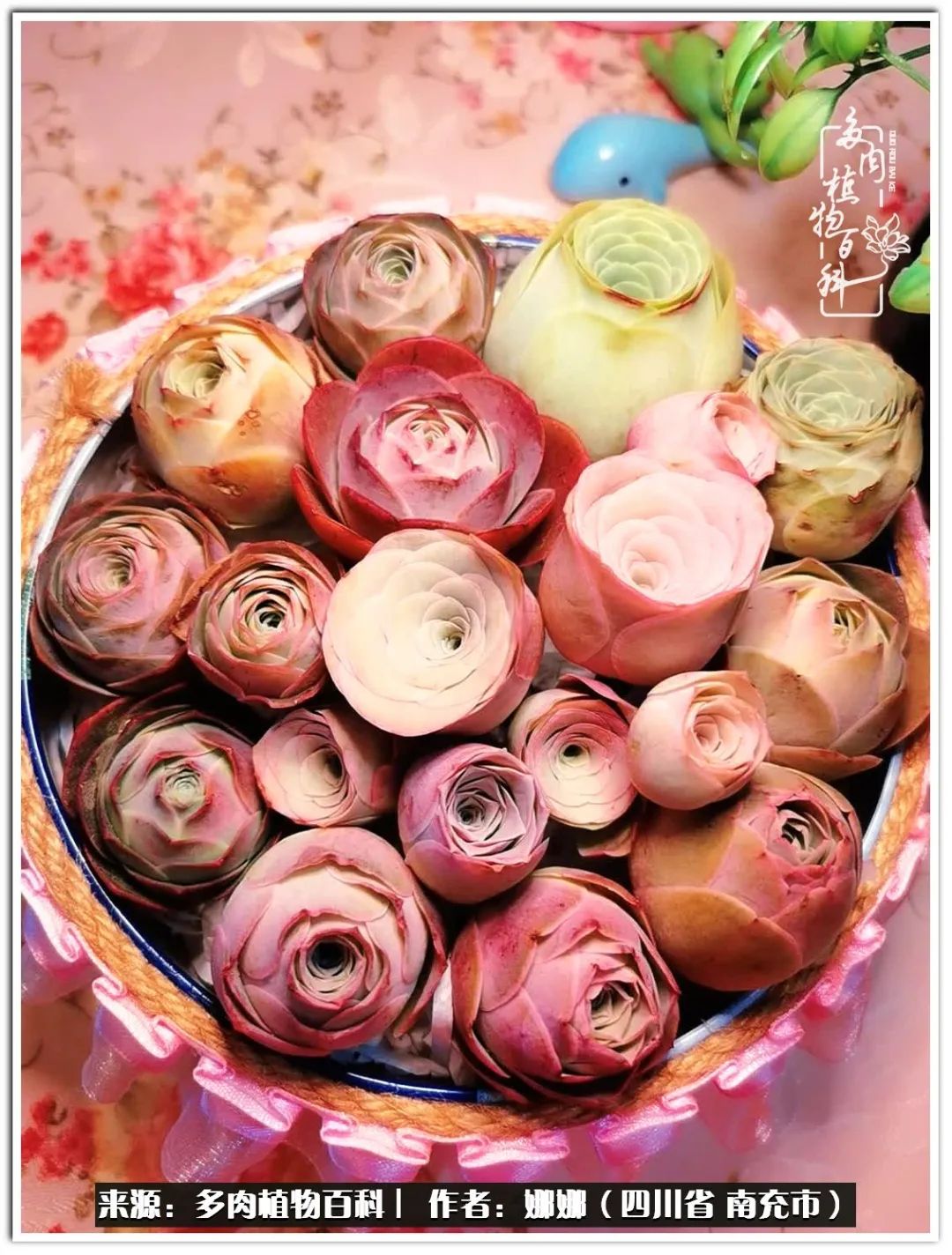 带刺的玫瑰阳台多肉,开花的玫瑰多肉