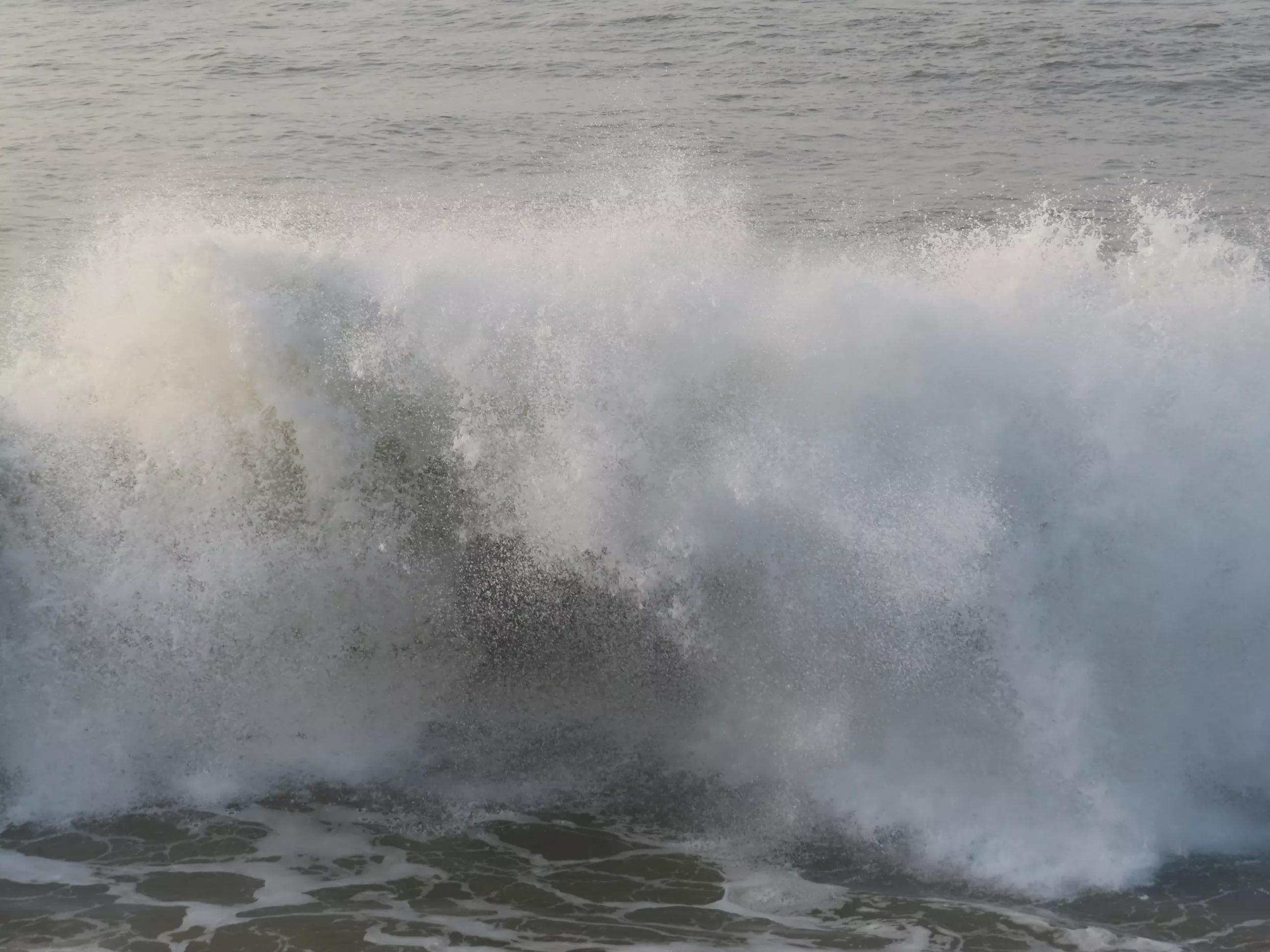 青岛的海,青岛的海鸥