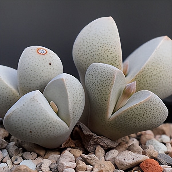 102个大类近500个多肉植物图片，都极其美丽，建议在家中也养一盆