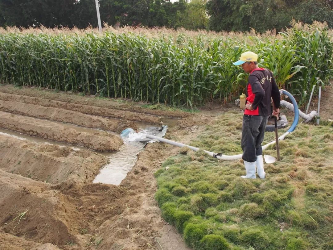 农民用地下水浇地违法吗,抽地下水灌溉农田违法吗
