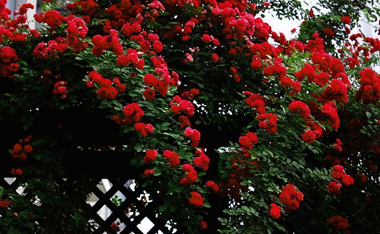 甜蜜红木香花适合屋里养吗,春季地栽的红木香可以让它开花吗