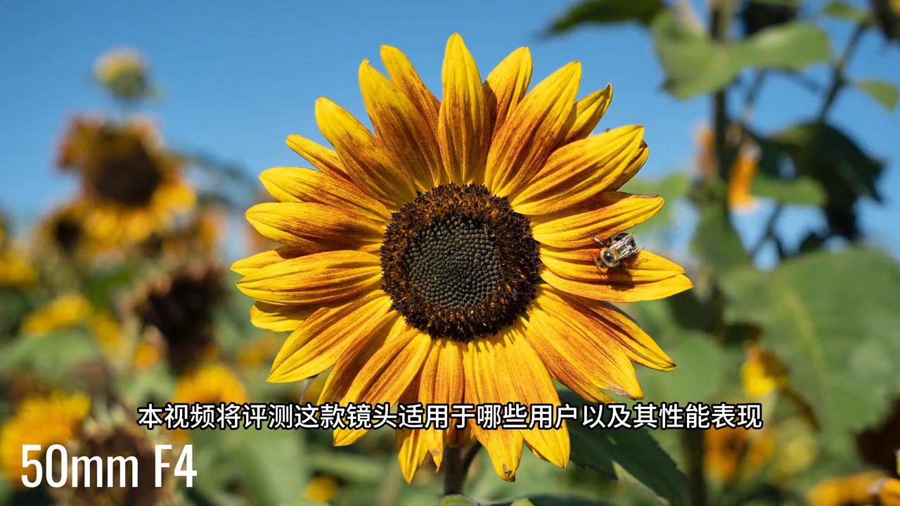 腾龙17-85镜头测评,镜头评测腾龙28-75mm