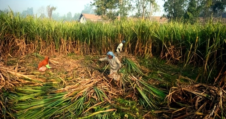 月经耽误工作怎么办？每年有10万印度女人割掉子宫，只为多挣钱！