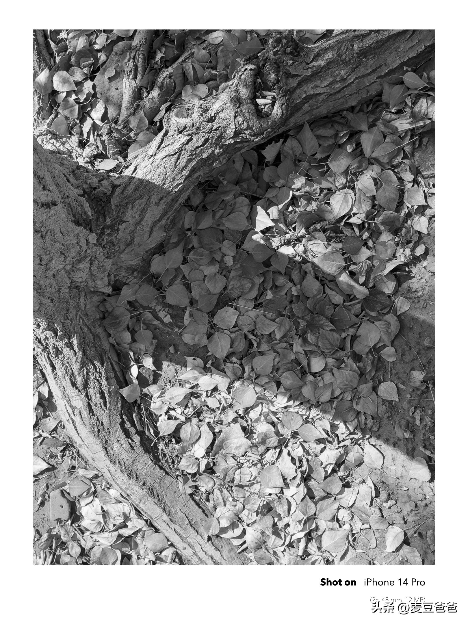 如何利用苹果14手机拍高清图片,iphone14如何拍出好看照片