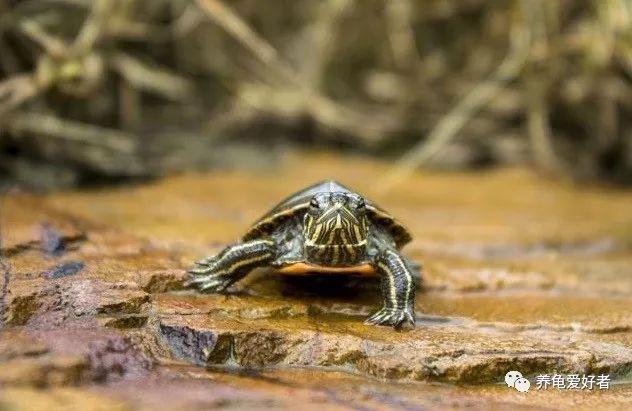 龟不吃东西喂什么,如果新龟到家不吃东西要怎么办呢