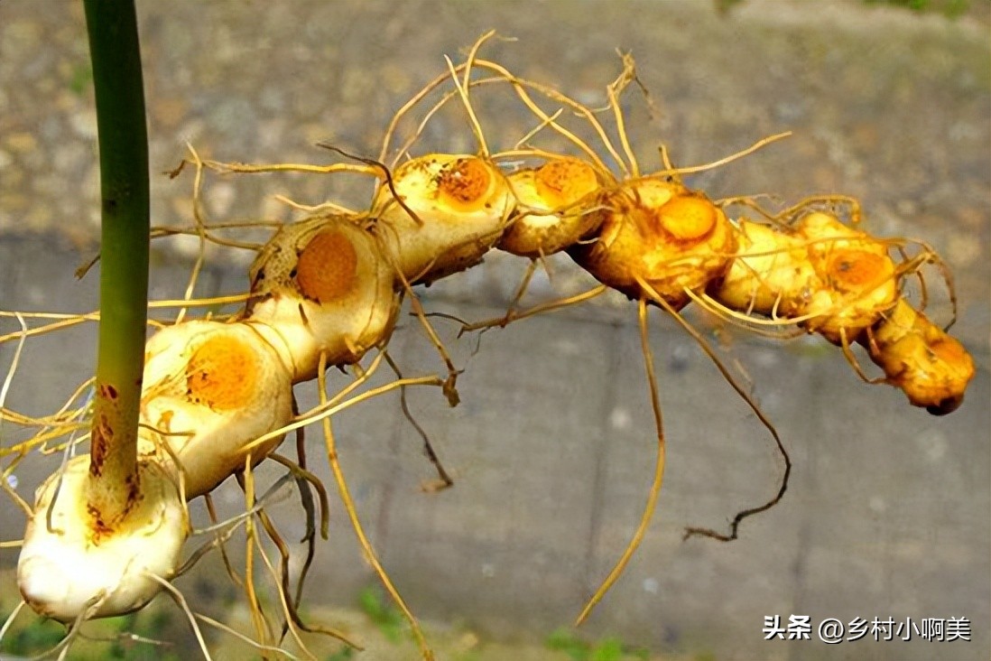 俗称小人参的植物煲汤,鸡头参有什么疗效