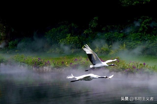 广州长隆飞鸟乐园一日游攻略,长隆飞鸟乐园怎么到大马戏