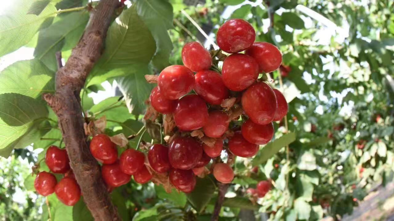 合阳党建引领五项行动,党建引领产业旺大樱桃铺就致富路