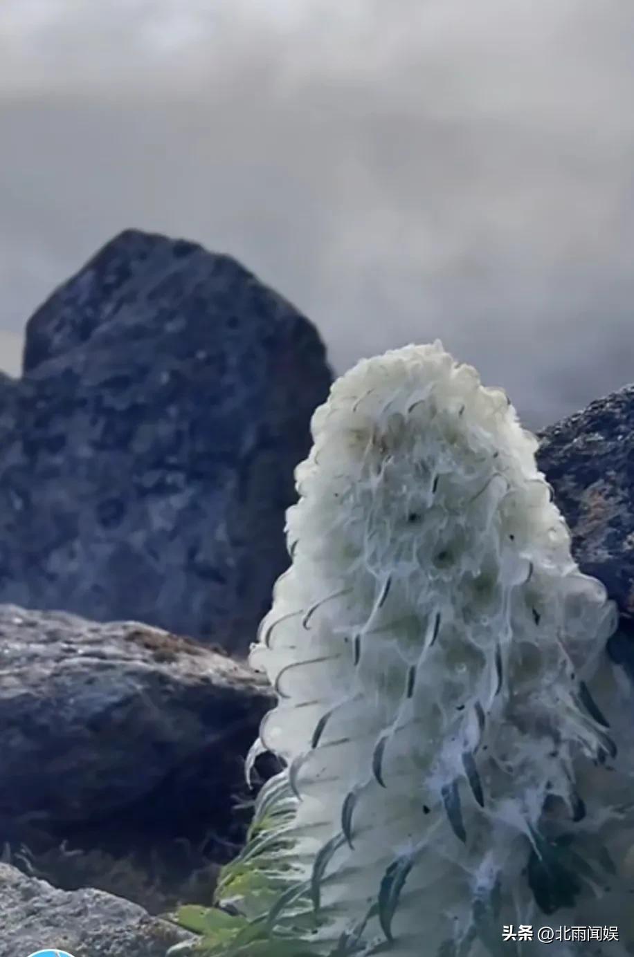 主播采摘二级保护植物“水母雪兔子”，研究员：样本都舍不得摘