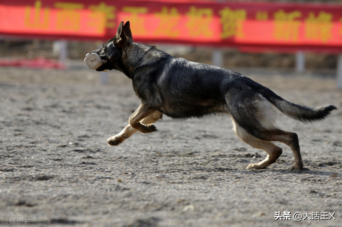 过年狗怎么处理,出门碰到恶狗怎么办