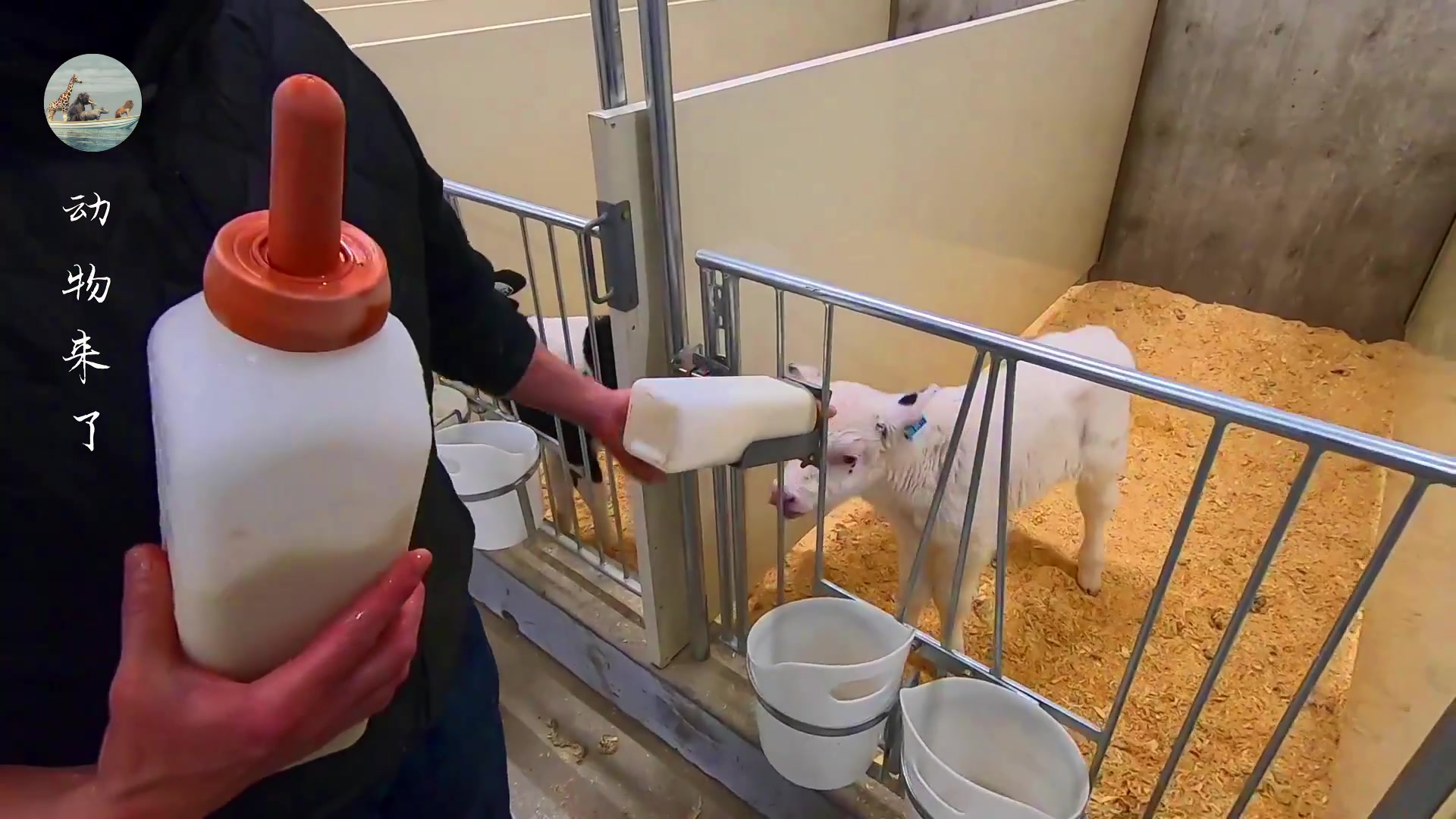 牛肉源头供应链怎样挣钱,养牛30年不赔钱的秘诀