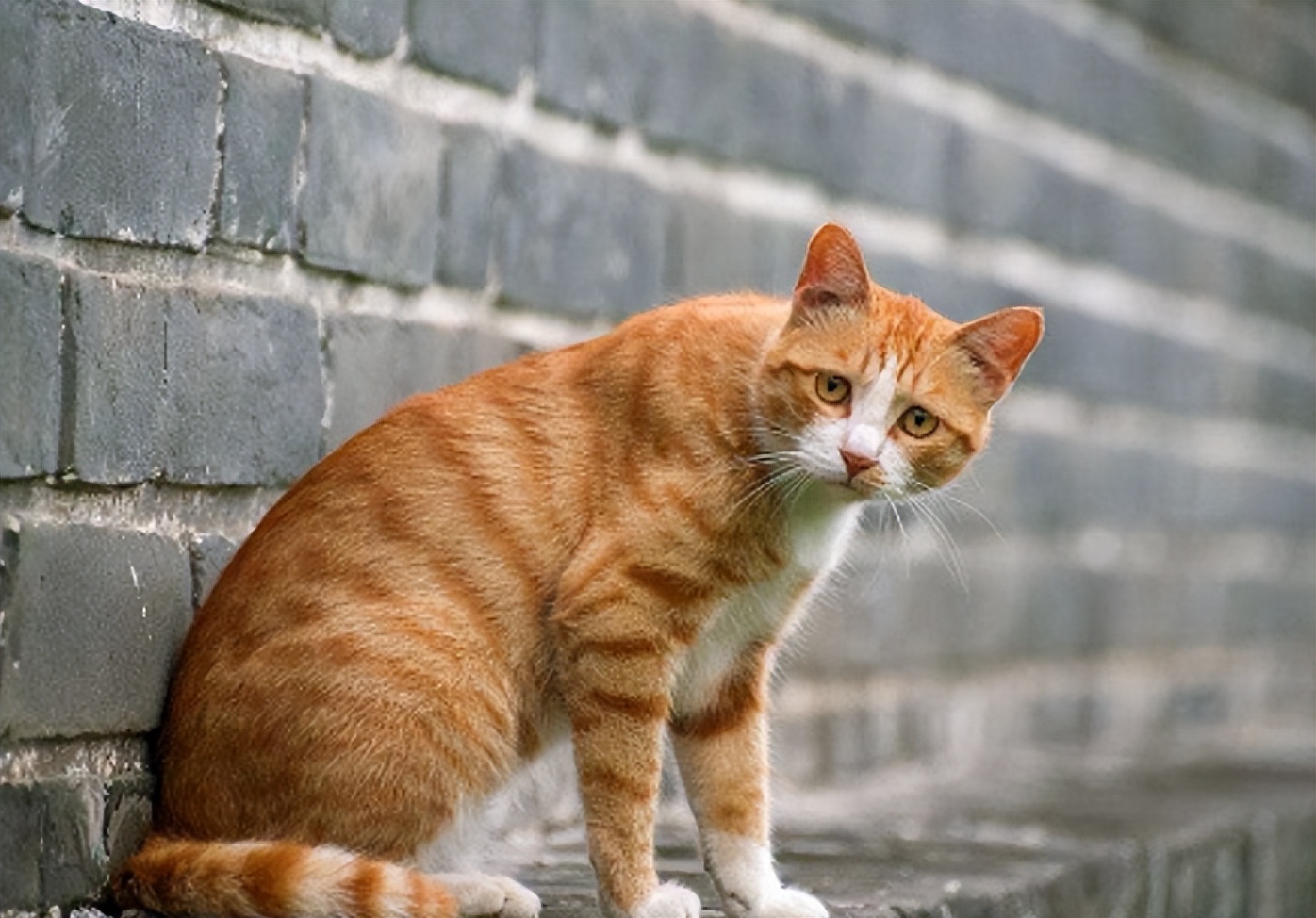 治疗猫咪急性肠胃炎,猫咪肠胃炎用什么药怎么喂