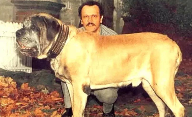 世界最大的狗要多少钱一只,世界上最大的狗狗排行榜第一名