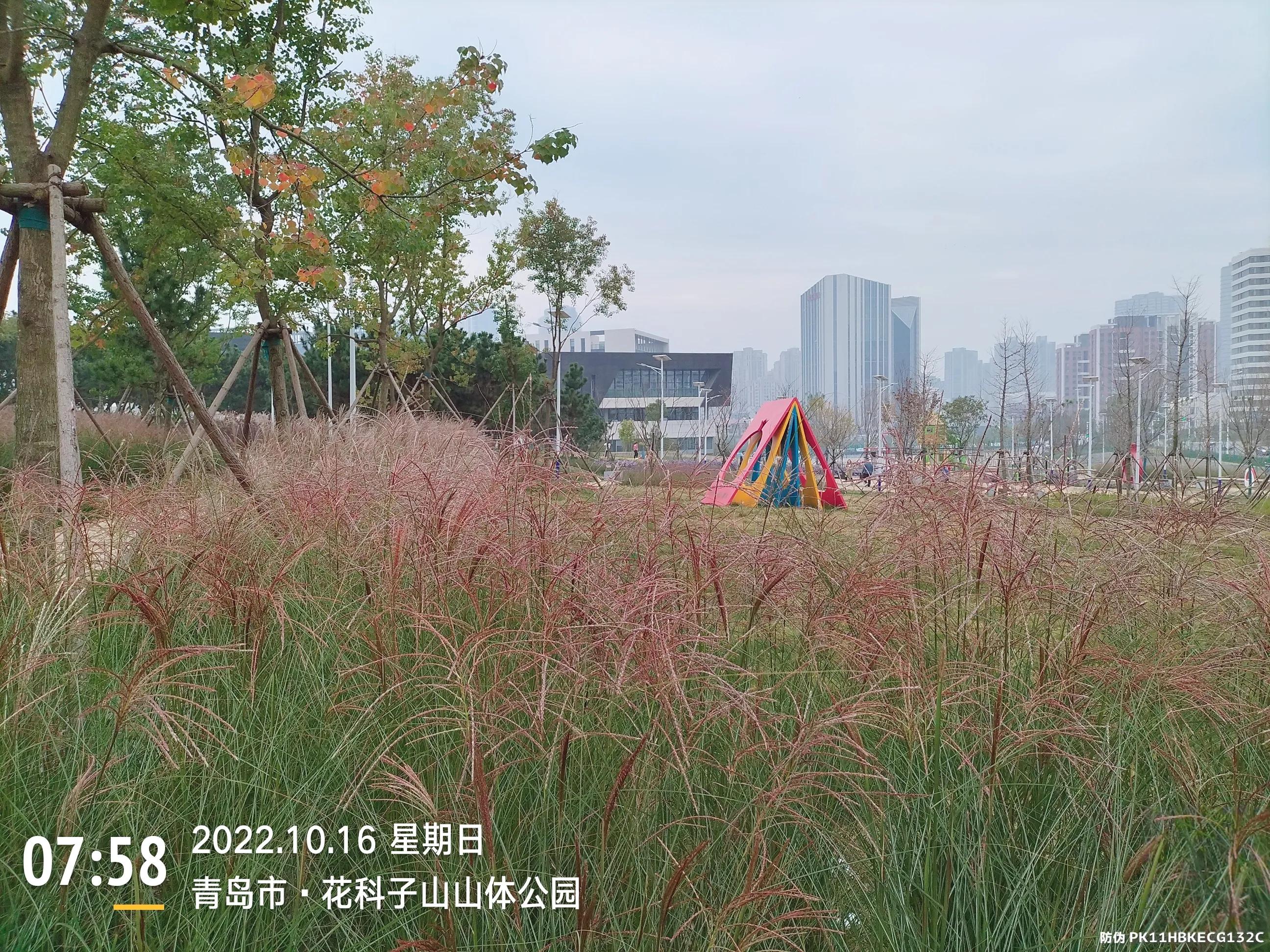 青岛西海岸赏花攻略,青岛海滨风景区一日游攻略